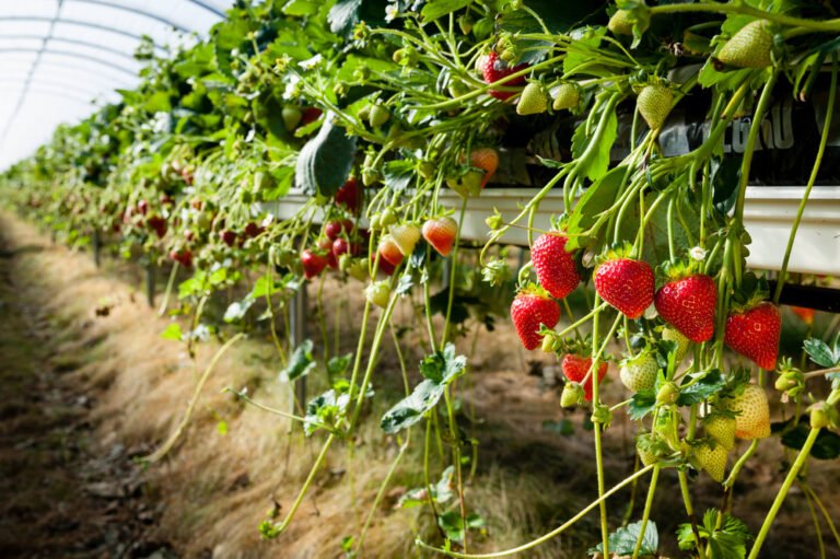 Ecoturismo lavorando nelle fattorie biologiche: il Wwoof