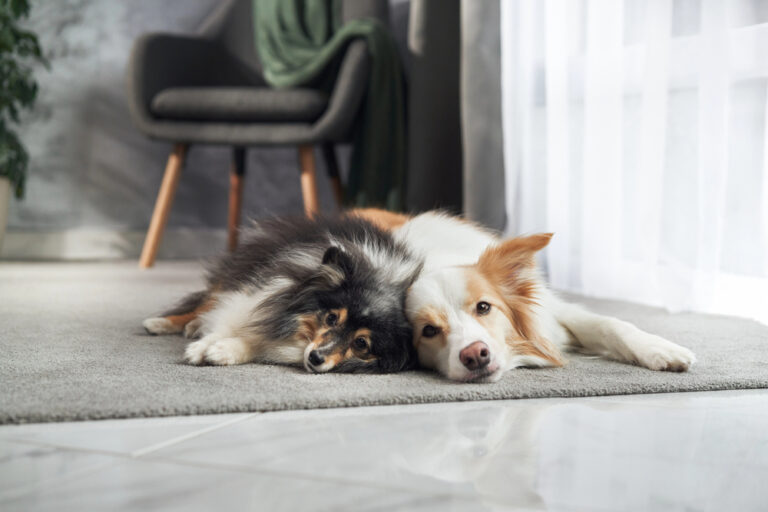 Come gli animali domestici ci migliorano la vita