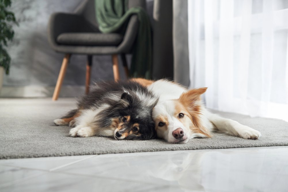 come animali domestici ci migliorano la vita